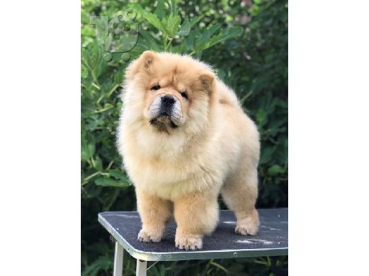 Chow Chow, όμορφα κουτάβια